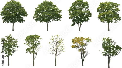 Realistic tree illustration collection showing different deciduous trees seasonal foliage isolated on white background nature vector design stock art set
