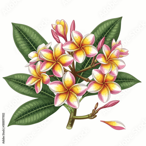 Plumeria Flowers with Leaves
