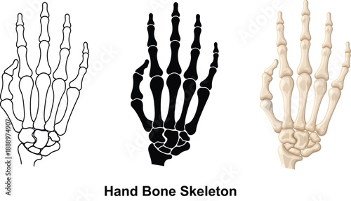 Collection of hand bone skeleton illustrations including outline silhouette and realistic rendering for medical or educational use