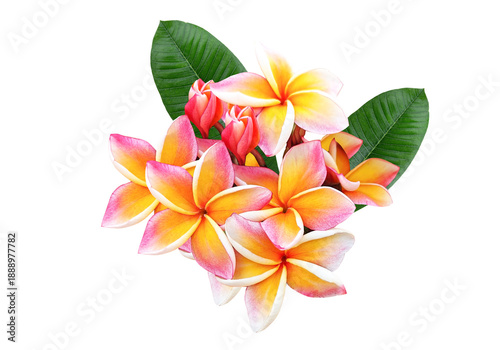 yellow.,red  and Pink Plumeria beautiful , frangipani flowers isolated on transparent.