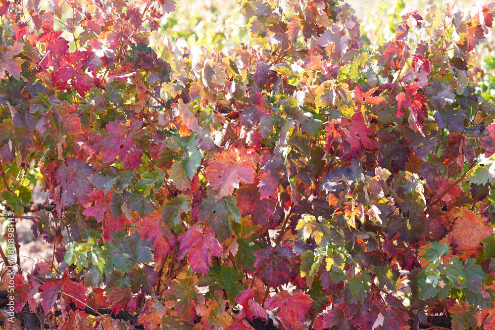 Obraz premium Colorful autumn grapevine leaves in sunny vineyard background