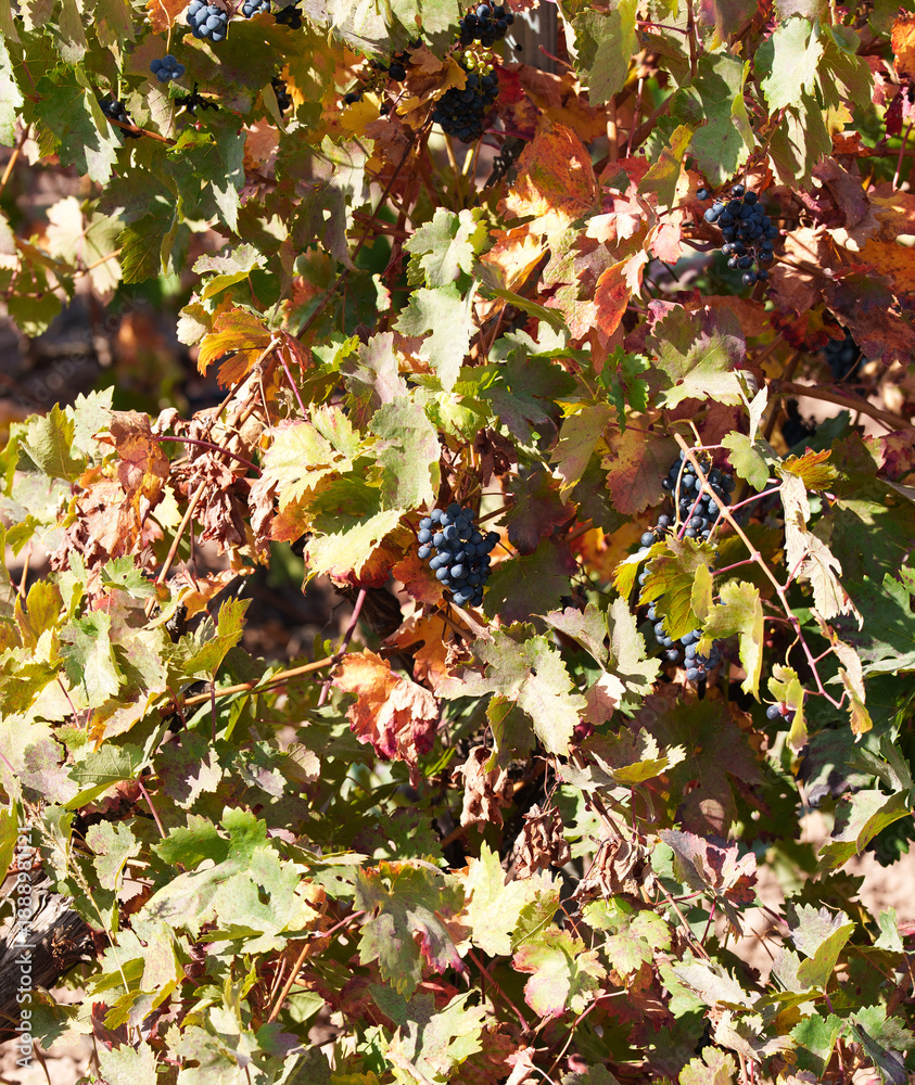 Fototapeta premium Ripe black grapes on vine with colorful autumn leaves in vineyard