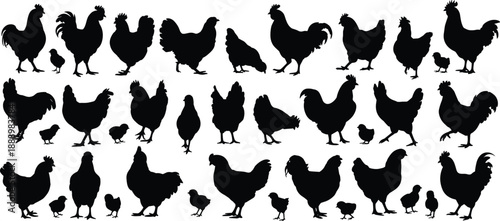 Chicken and rooster silhouette collection farm poultry illustration showing hens roosters chicks isolated on white background for adobe stock