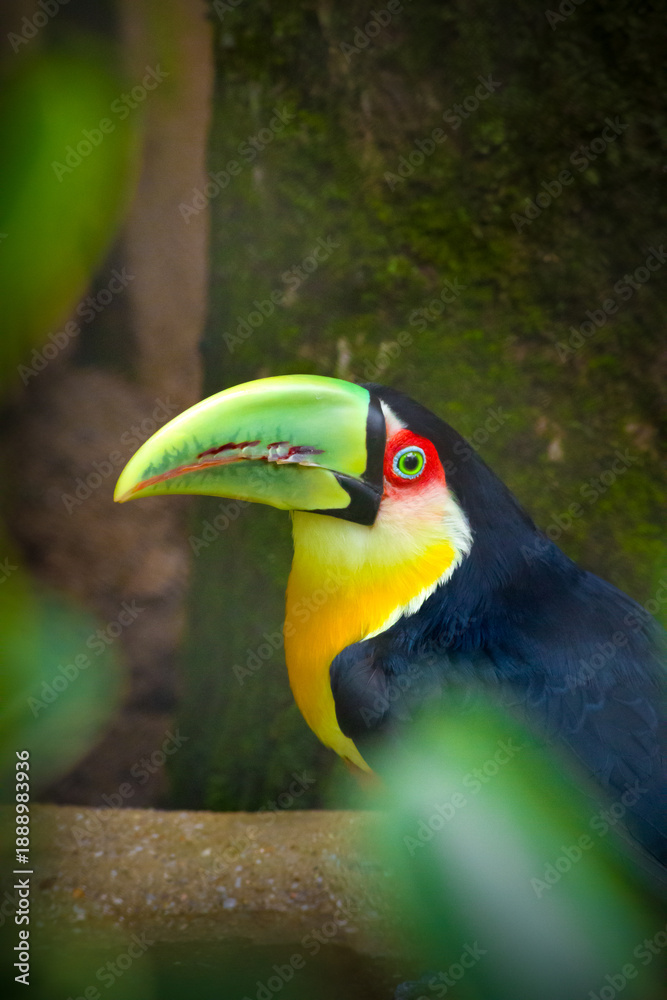 Fototapeta premium green-billed toucan