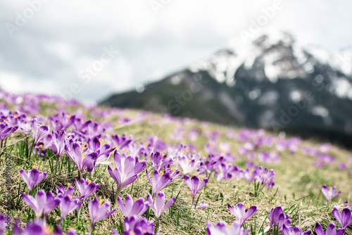 Dolina Chocholowska with blossoming purple crocuses or saffron flowers,Tatra mountains, Poland.