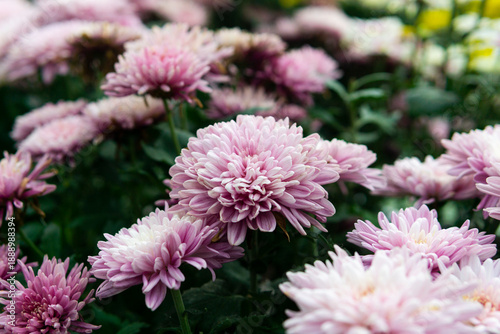 Pink chrysanthemums bloom in the garden. Selective focus.