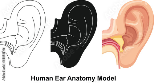 Human ear anatomy illustration showing external middle and inner ear structures in outline silhouette and detailed cross-section for medical and educational use