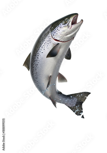 A muscular Atlantic salmon, glistening silver, mid-air leap from an energetic water splash, open mouth, dark spots, against a transparent studio background with copy space. Concept of marine life