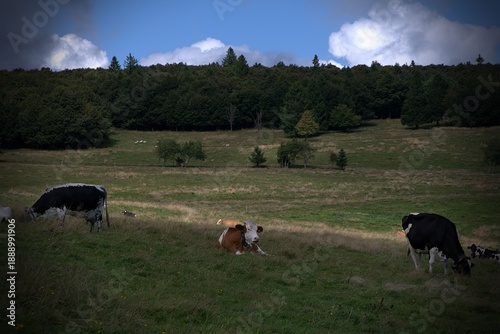 Cows grazing in a meadow