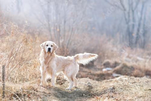 Retriever on a walk in the spring forest