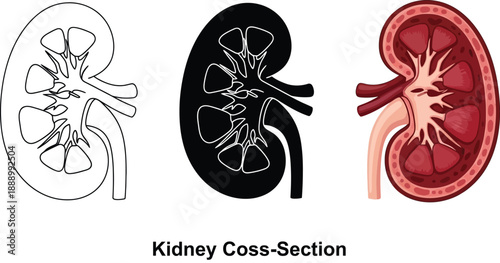 Set of kidney cross-section illustrations including outline silhouette and detailed anatomical view perfect for medical education and healthcare concepts