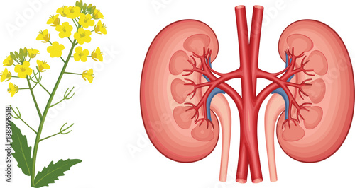 Human kidney anatomy with blood vessels and medicinal herb plant healthcare vector illustration