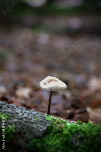 Mushroom close-up in autumn forest