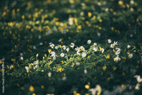 White anemone flowers growing in spring forest, natural seasonal background