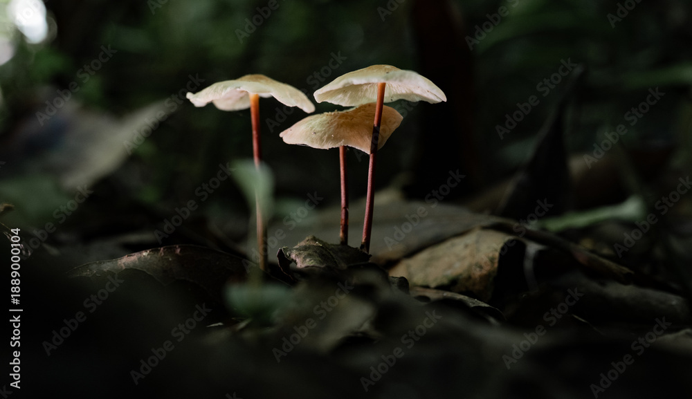 Fototapeta premium Hongos silvestres de tallo delgado creciendo entre hojas secas en bosque tropical
