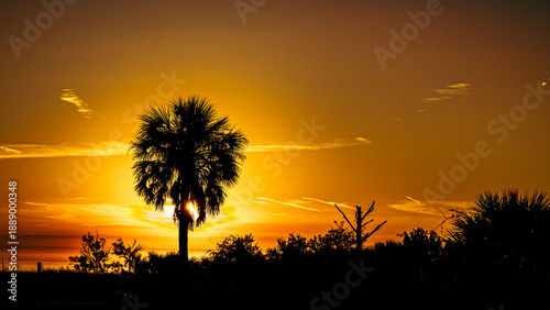 Billede på lærred Palm Tree backlit by sunrise