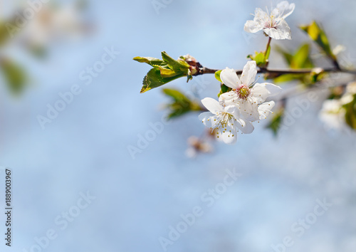 Spring branch of cherry flo...