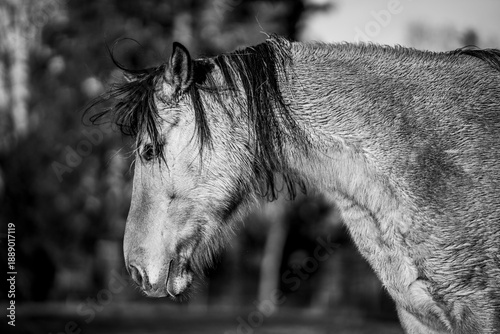 Fotografía Black and white portrait of horse head with long flowing mane resting peacefully