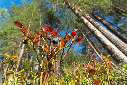 Bilberry branch with ripe berries in northern taiga forest, low angle view
