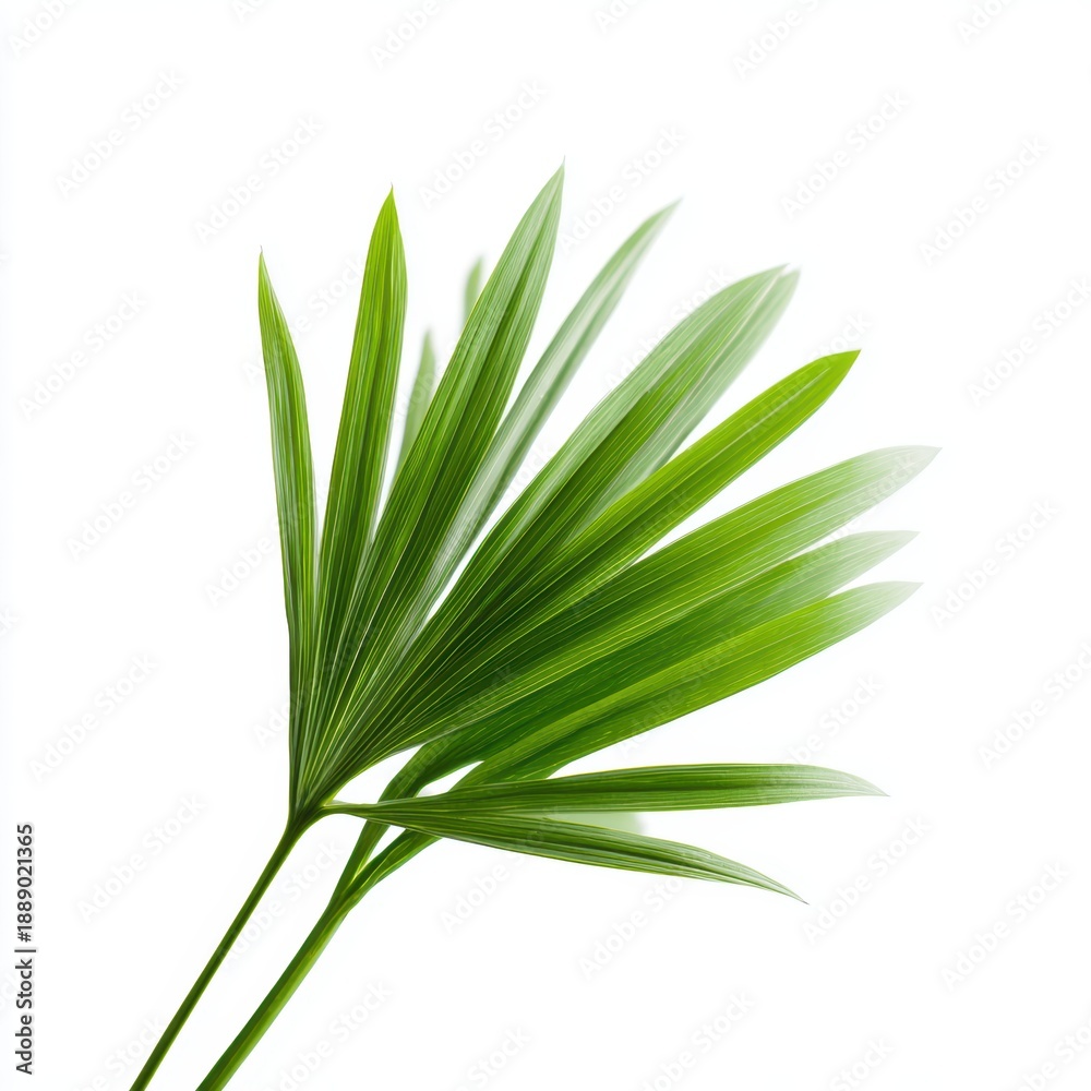 Fototapeta premium Bright green palm leaf isolated on white background, tropical plant and natural biotic growth concept