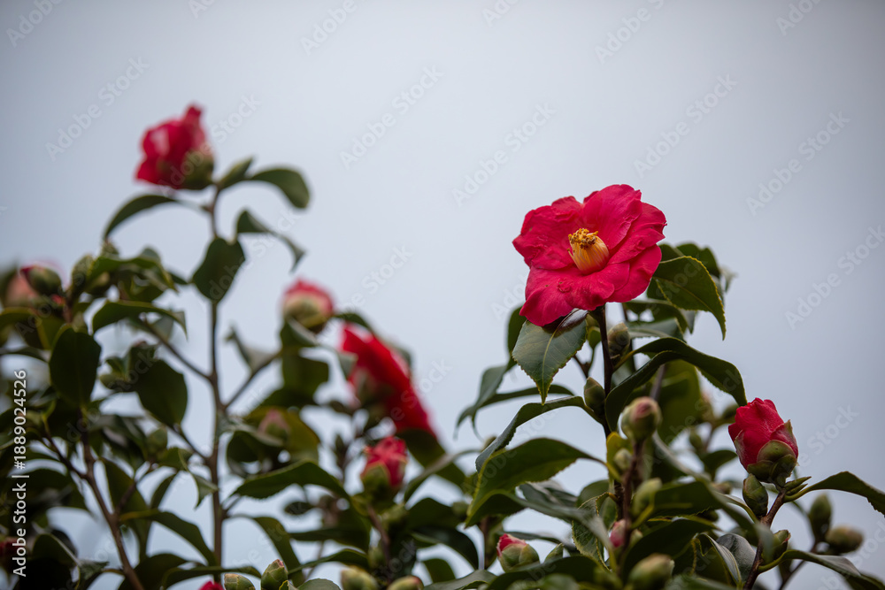 Fototapeta premium Flowering camellia bushes in the countryside near Truro, Cornwall UK.