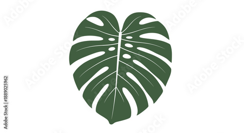 Single dark green monstera leaf isolated on a white background showing its characteristic holes and heart shape for tropical decor.
