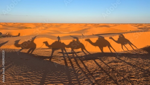 Shadows of Camels Walking Through Desert Sand Dunes at Sunset