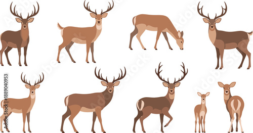 Deer Family Vector Illustration Set with Stag, Doe, and Fawn Characters in Different Poses for Wildlife Nature and Forest Designs