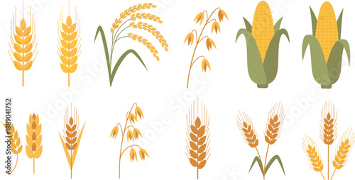Grain and Corn Harvest Vector Illustration Set with Wheat, Oats, Rice Plants, and Maize Cobs for Agriculture Farming and Organic Food Designs