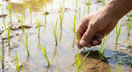 Close-up of a farmer's hand transplanting young rice seedlings into a flooded paddy field, traditional organic farming.
