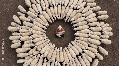 Sheep herd forming circular pattern aerial view farming and livestock management concept