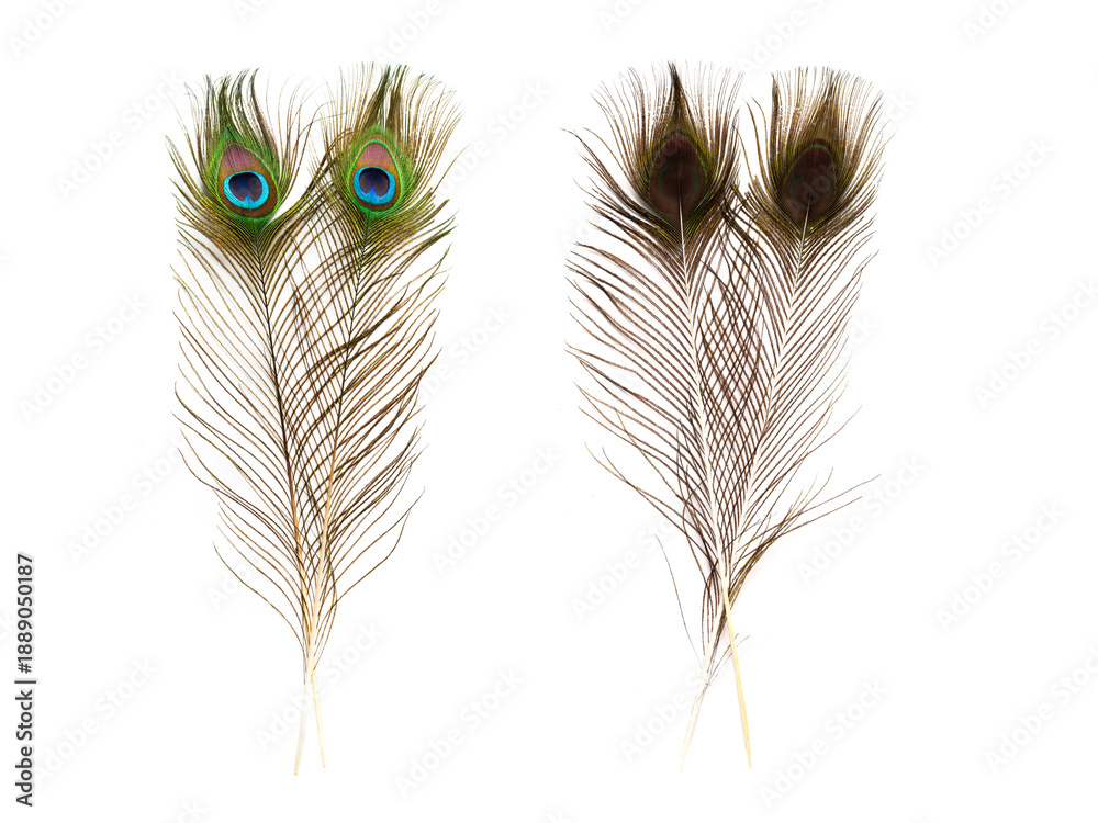 Obraz premium peacock feather isolated on white background