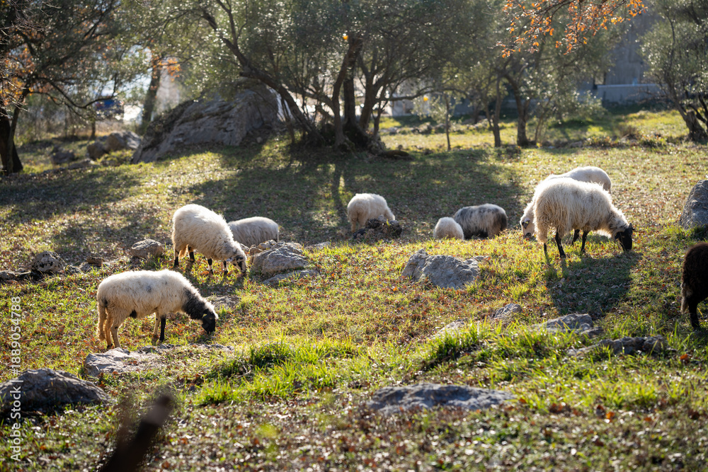 Naklejka premium Sheep graze in a pasture in the mountains