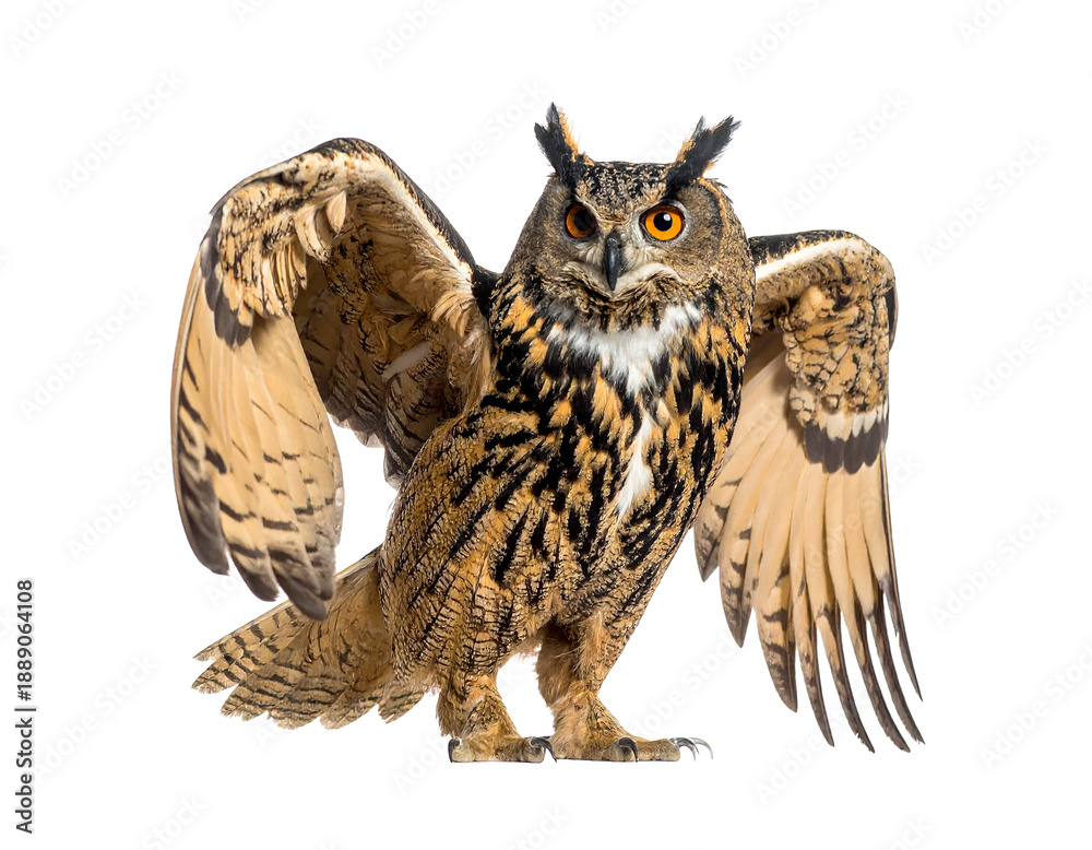Obraz premium A large owl with wings spread wide standing on transparent background