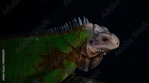 lesser antillean iguana
