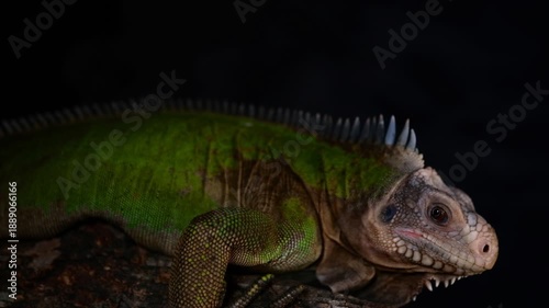 lesser antillean iguana