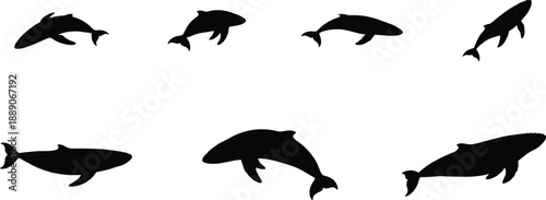 Marine Mammal Silhouettes Vector Collection Showcasing Diverse Dolphin and Whale Poses for Ocean Life and Aquatic Designs
