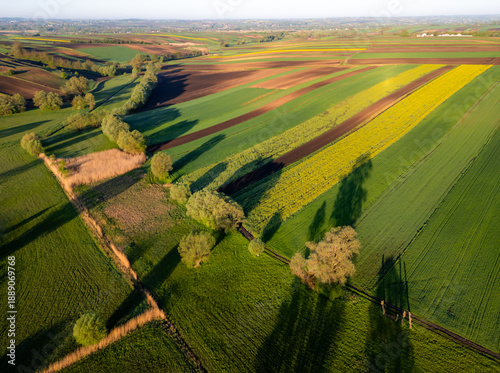 Aerial view of spring crop fields, green cereals and yellow rapeseed during sunrise in Ponidzie region, Poland