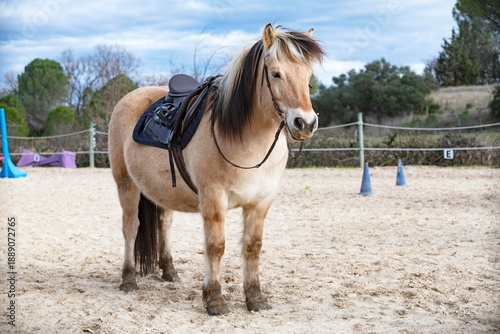 Schilderij op canvas Fjord horse and saddle
