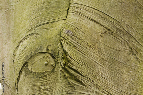 Photos Bark of the European beech, fine horizontal lines in the tree bark, gray-brown g