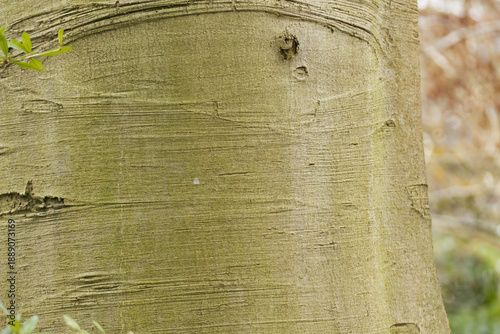 Bild auf Leinwand Bark of the European beech, fine horizontal lines in the tree bark, gray-brown g