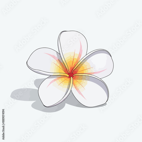 White Plumeria Flower