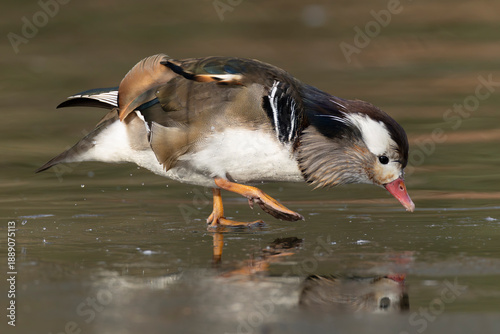 Photos Aberrant coloured adult male Mandarin Duck (Aix galericulata) in breeding plumag