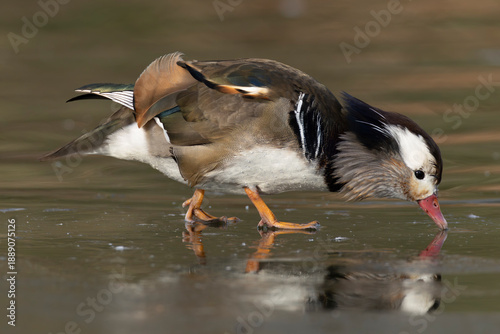 Tableau sur toile Aberrant coloured adult male Mandarin Duck (Aix galericulata) in breeding plumag
