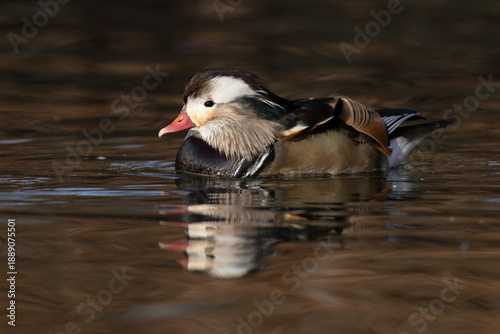 Foto swimming aberrant coloured adult male Mandarin Duck (Aix galericulata) in breedi
