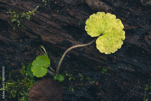 Bild auf Leinwand Golden saxifrage (Chrysosplenium alternifolium) in natural habitat