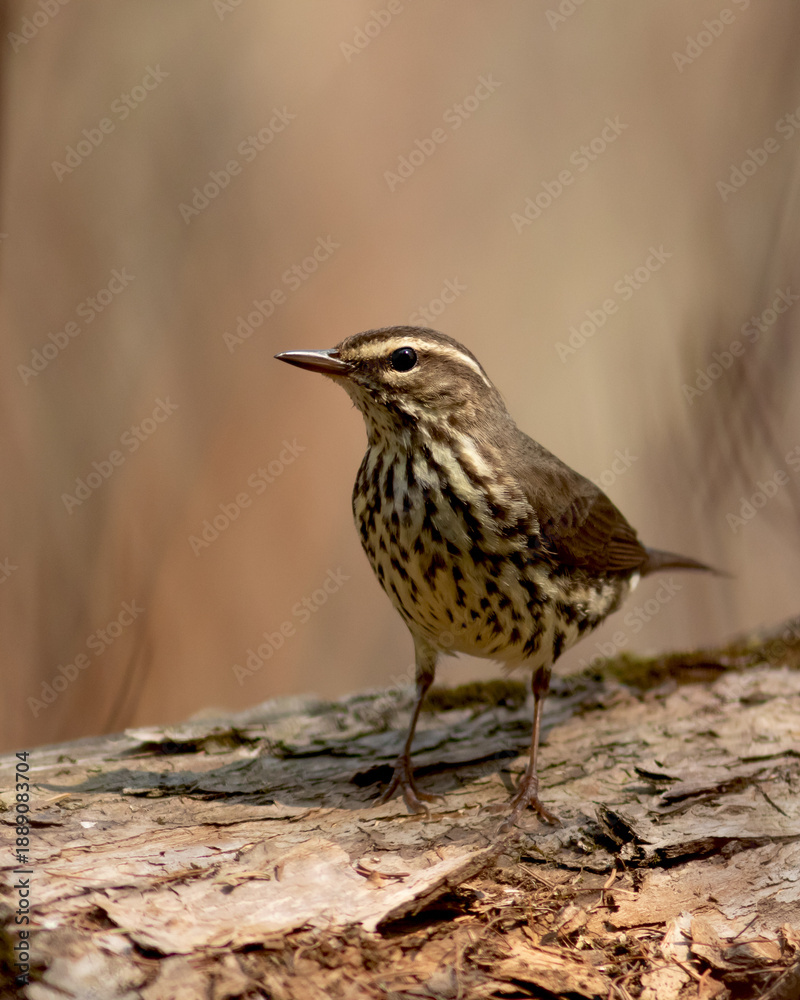 Fototapeta premium Northern watertrush on a dead tree on the side of a marsh