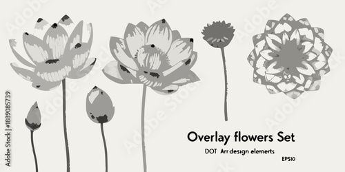 Minimalist floral illustration featuring gray lotus flowers and botanical elements