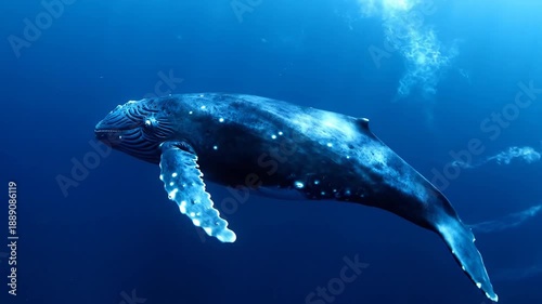 Majestic Blue Whale Glides Through Deep Ocean Currents