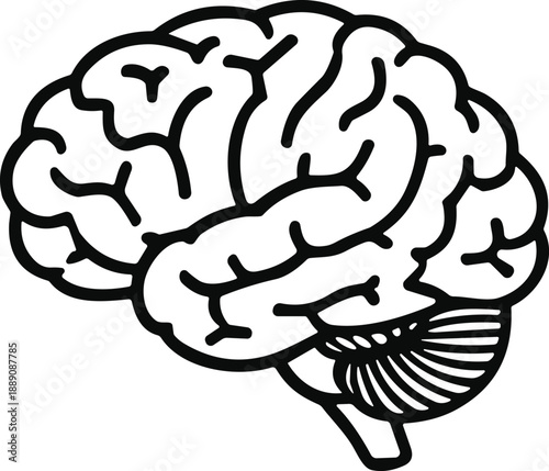 Human brain side profile icon with cerebrum and cerebellum line detail for anatomy and neuroscience design content